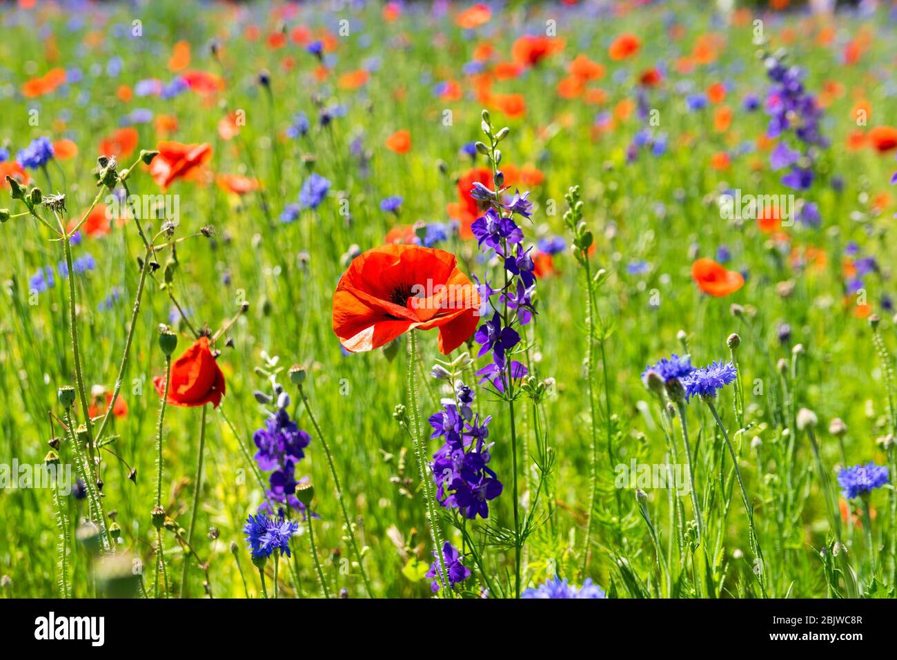 A beautiful, bright red Poppy flower in full bloom and growing in a field  covered in a blanket of purple Bluebonnet and Poppies in a sunny afternoon  Stock Photo - Alamy