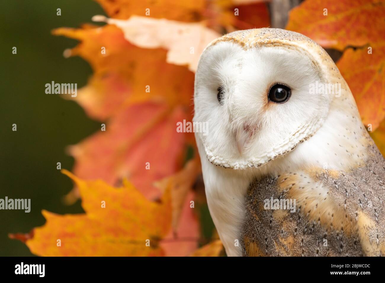 Barn owl in an autumn maple tree Stock Photo