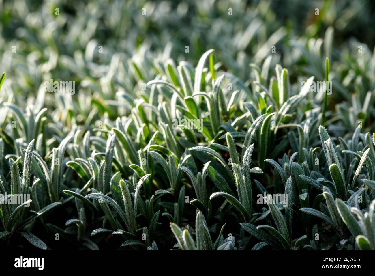 Roughness texture ground snow hi-res stock photography and images - Alamy