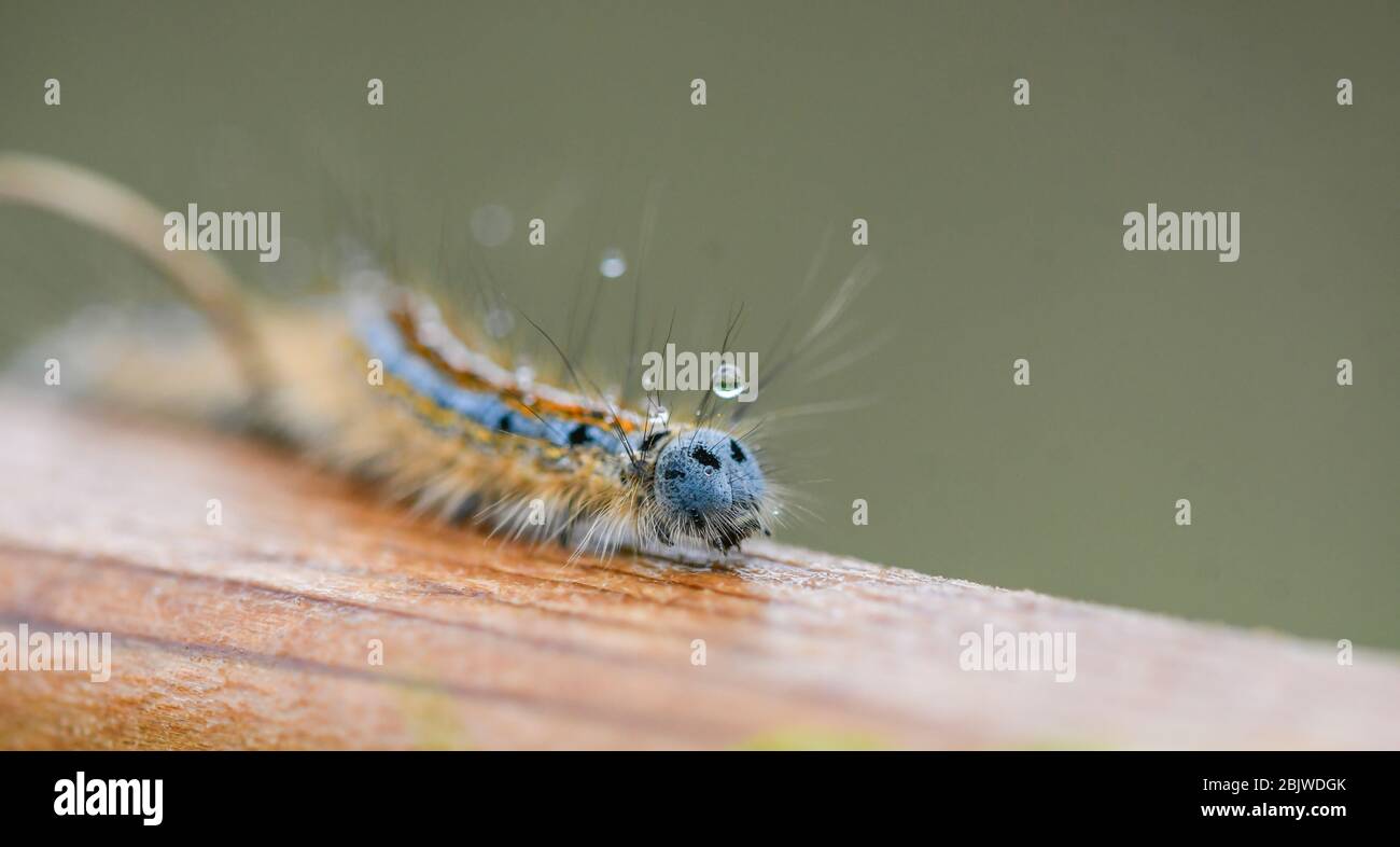 Close-up of Lackey moth larva Stock Photo