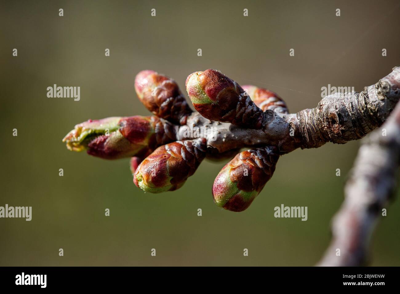 Young green kidneys begin to develop and open white on a cherry tree in early spring Stock Photo
