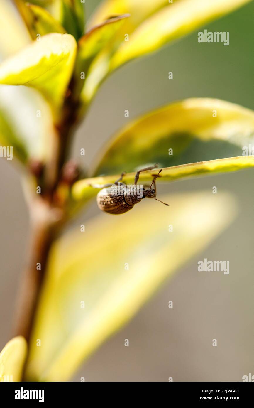 A small insect beetle in a spring garden sits on a green leaf of a ...
