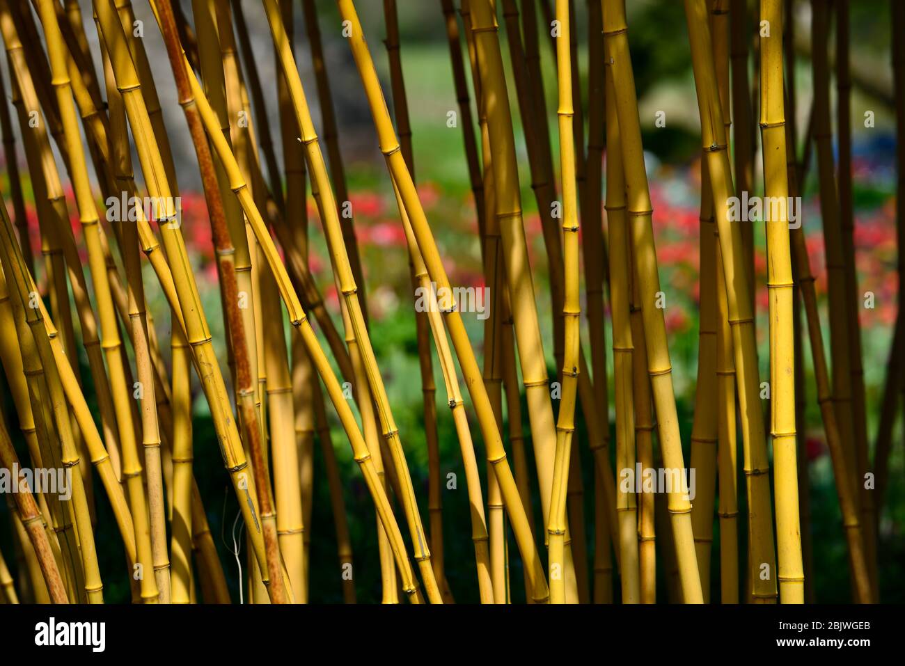 phyllostachys vivax aureocaulis,golden bamboo,yellow stem bamboo,Chinese timber bamboo, bamboos,structure,structural plant,plants,RM Floral Stock Photo