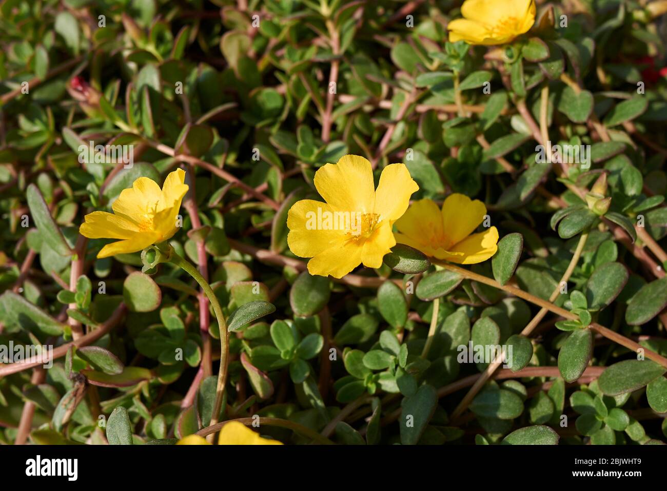 Portulaca grandiflora in bloom Stock Photo Alamy