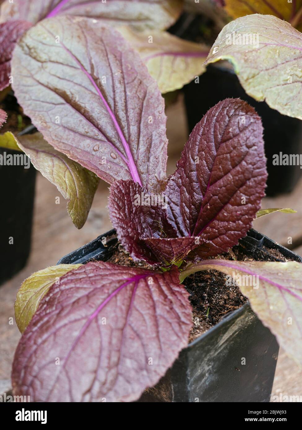 Red nappa cabbage 'Scarlette F1' (Brassica rapa subsp. pekinensis) seedlings Stock Photo