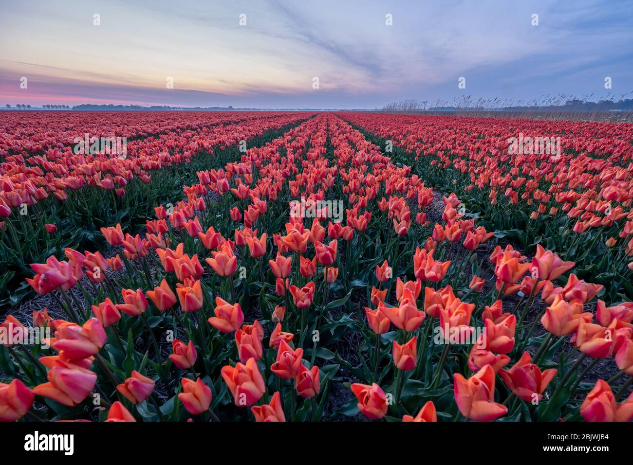 Tulip flower field in the Netherlands Noordoostpolder during sunset ...