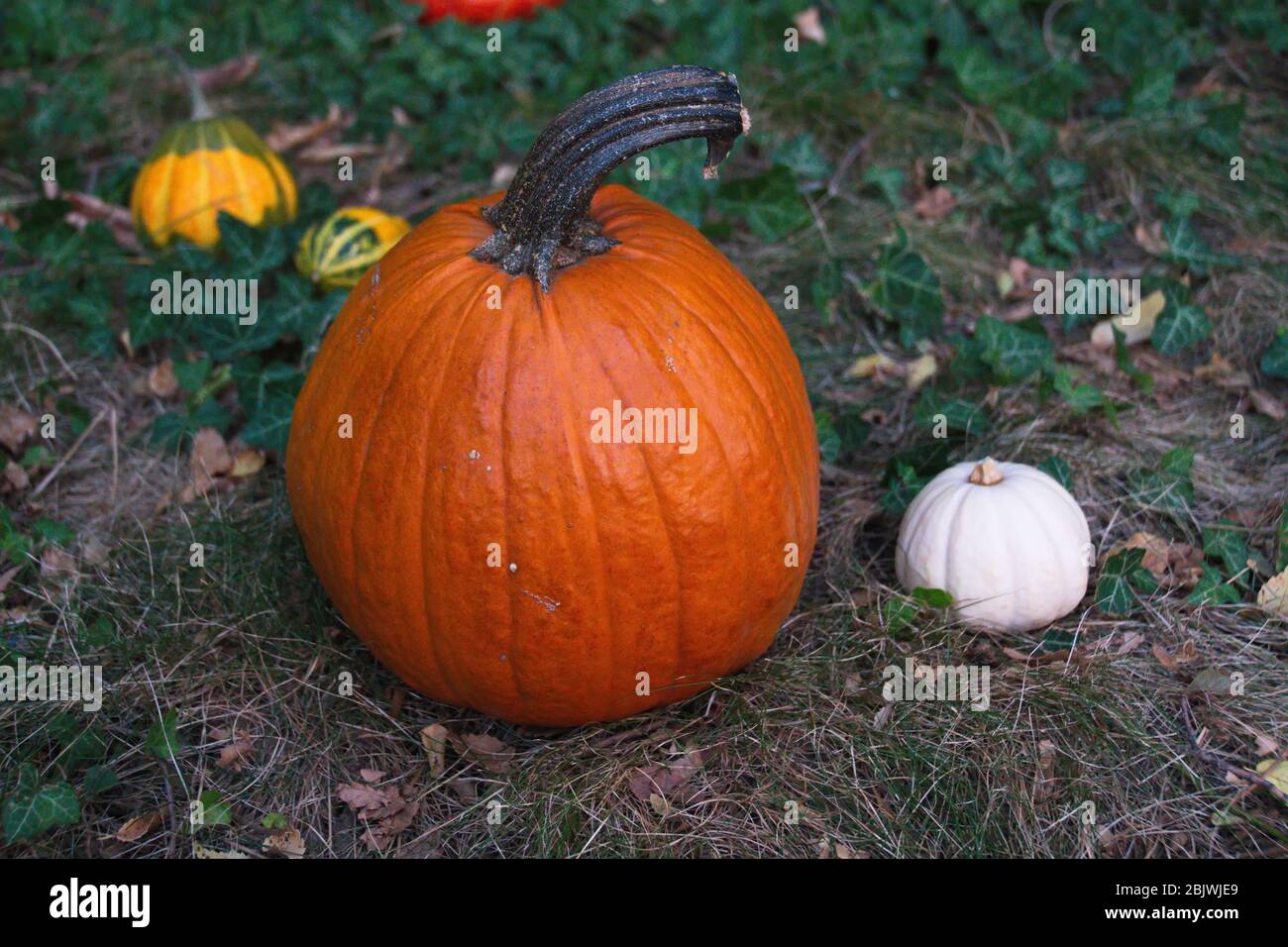 Pumpkins orange green white on hi-res stock photography and images - Alamy