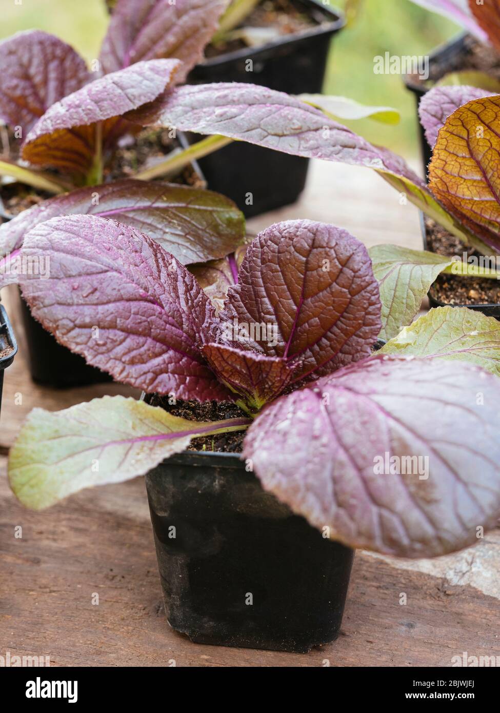 Red nappa cabbage 'Scarlette F1' (Brassica rapa subsp. pekinensis) seedlings Stock Photo