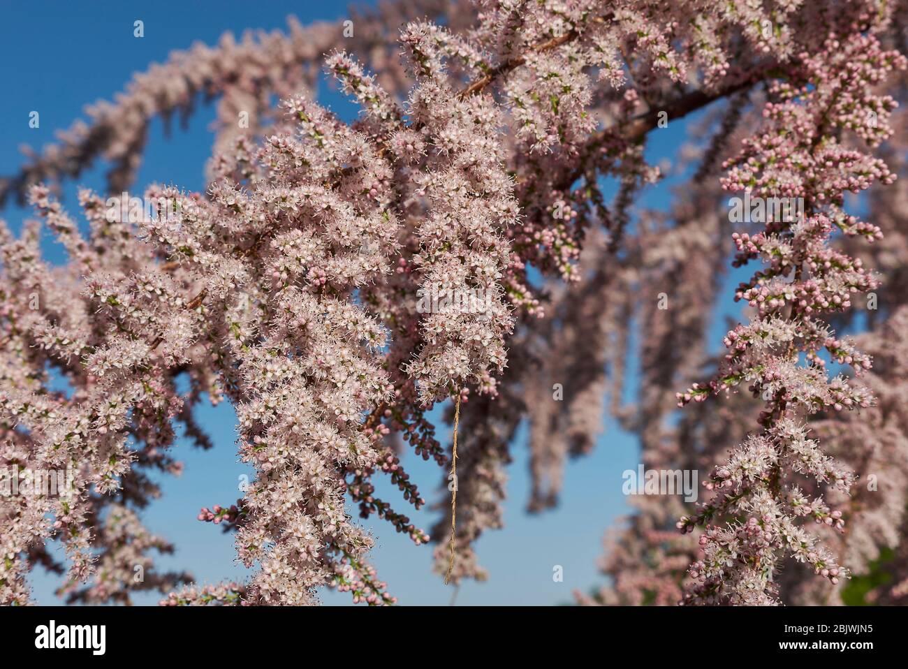 pink inflorescence of Tamarix gallica tree Stock Photo