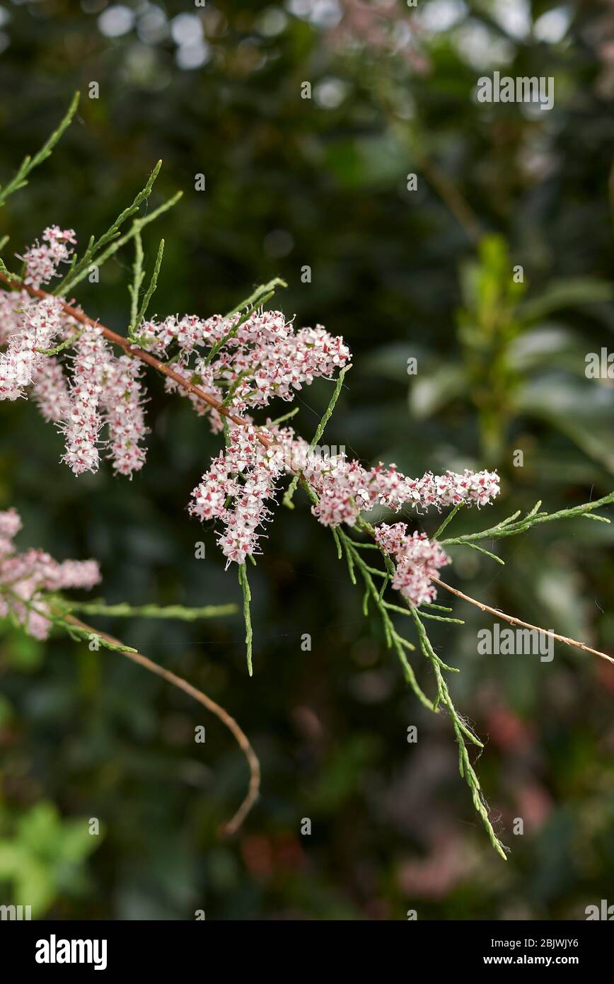 pink inflorescence of Tamarix gallica tree Stock Photo