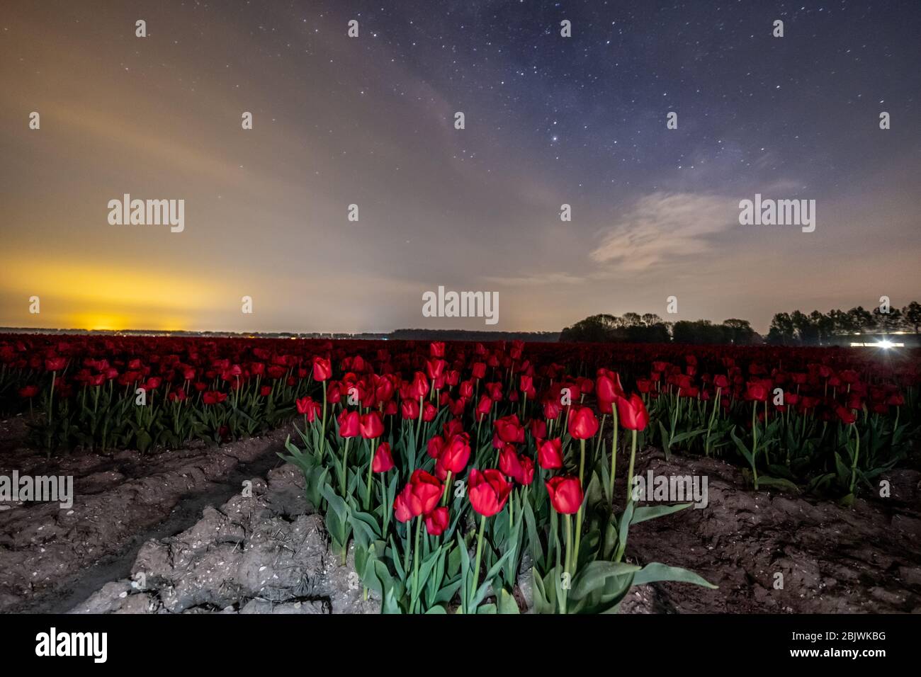 night sky over tulip field in the Netherlands, tulip flower and milky
