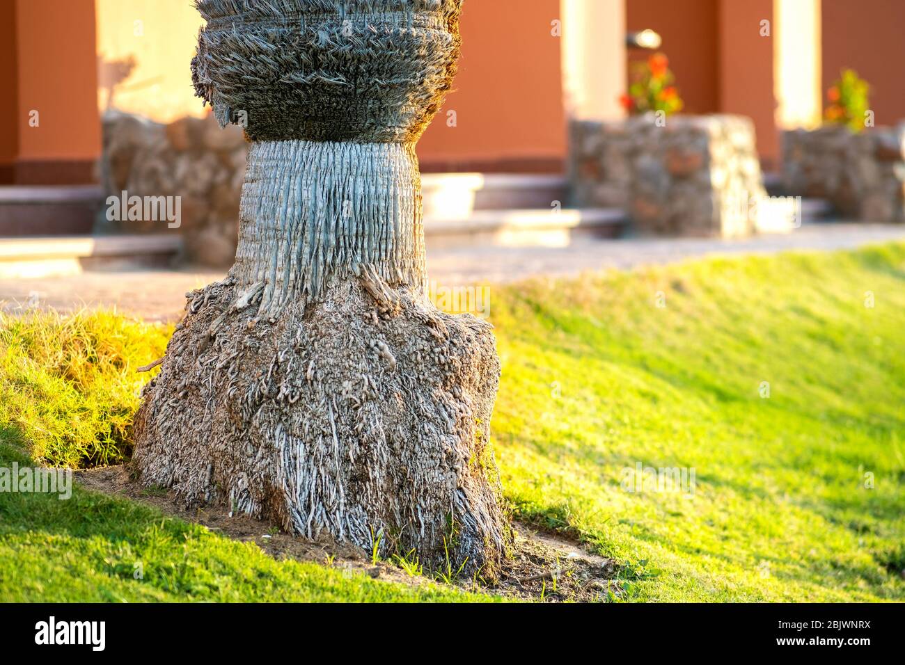 Growing on a palm trunk hi-res stock photography and images - Page 2 - Alamy