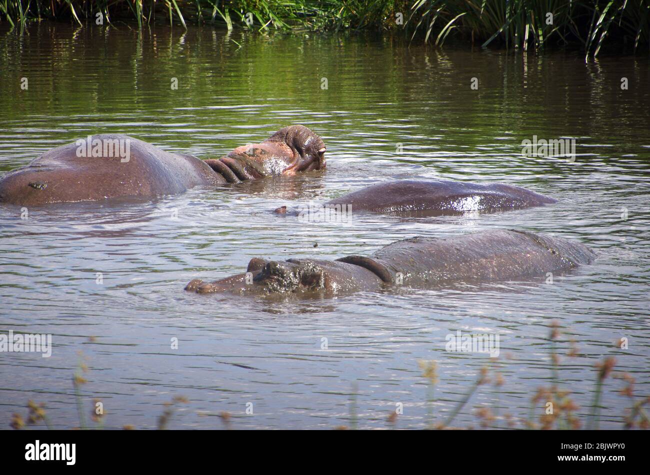 Hippopotamus in the Ngorongoro crater in Tanzania Stock Photo