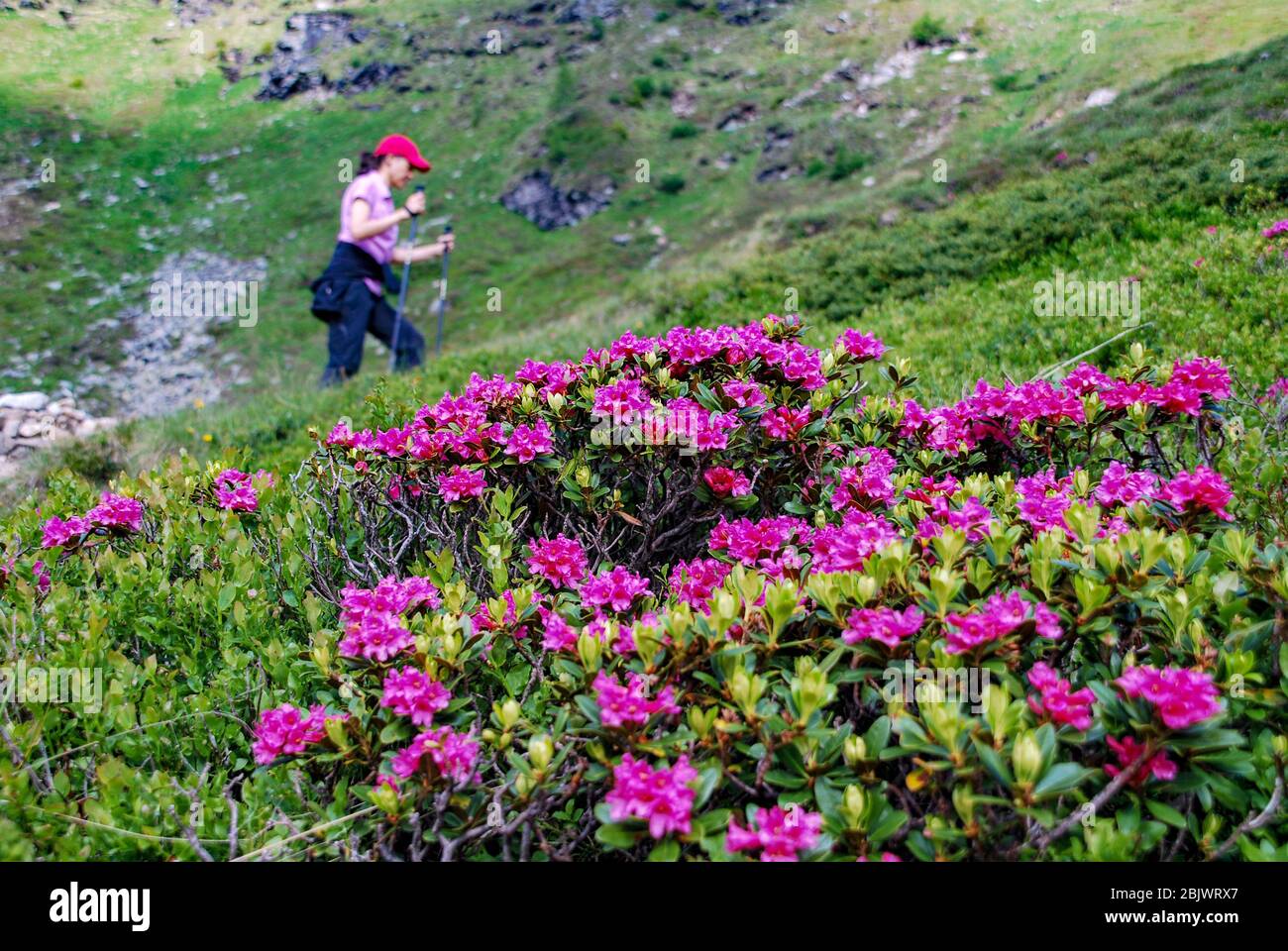Rhododendron hirsutum, the hairy alpenrose, with a female hiker in the back, Austrian alps Stock Photo