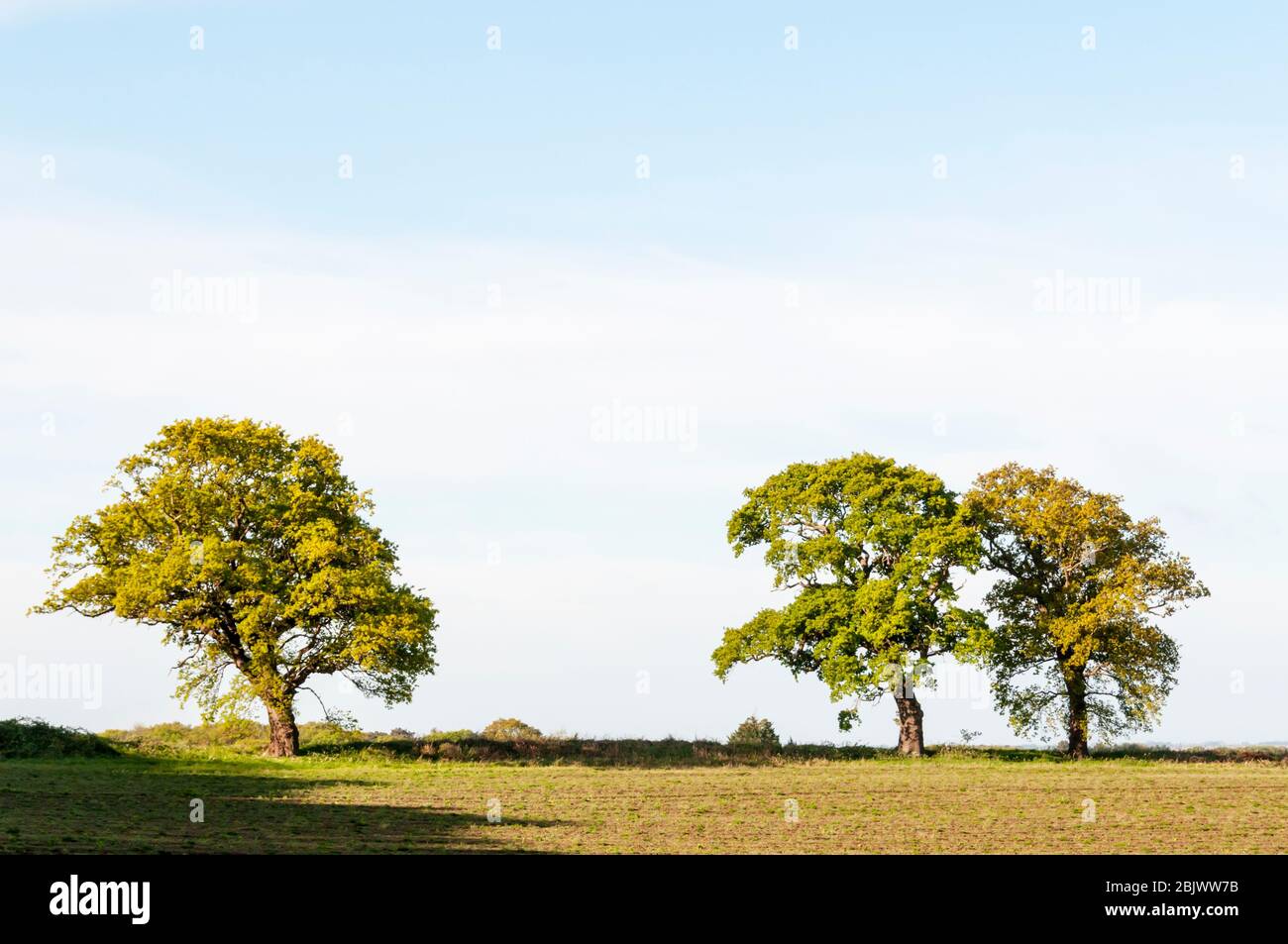 Hedgerow trees along a field boundary in West Norfolk farmland. Stock Photo