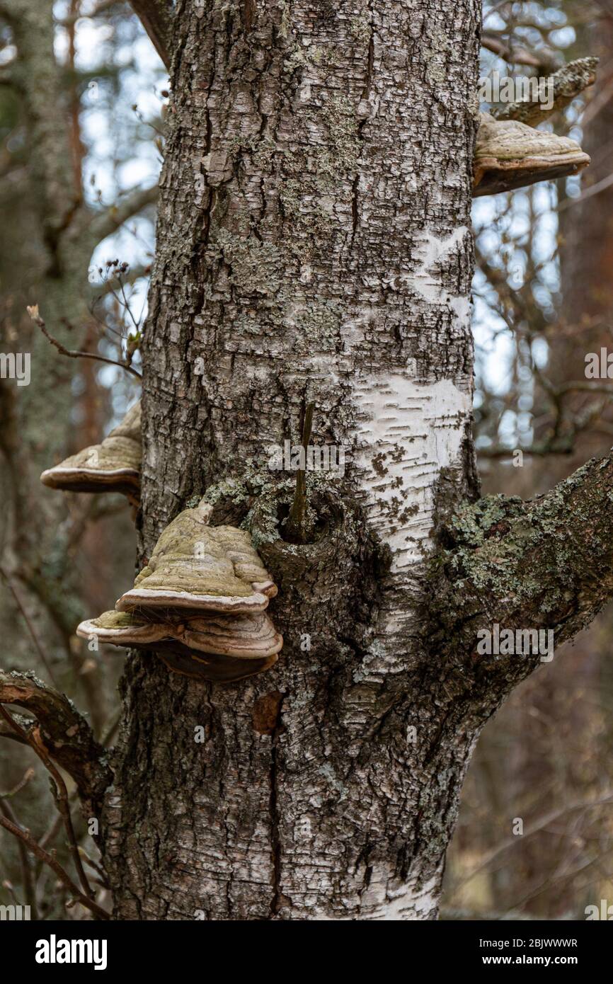 Polypores growing on a birch tree Stock Photo