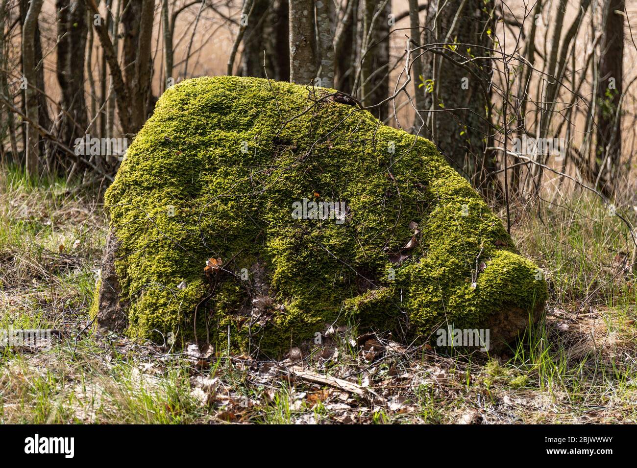 Moss covered rock Stock Photo