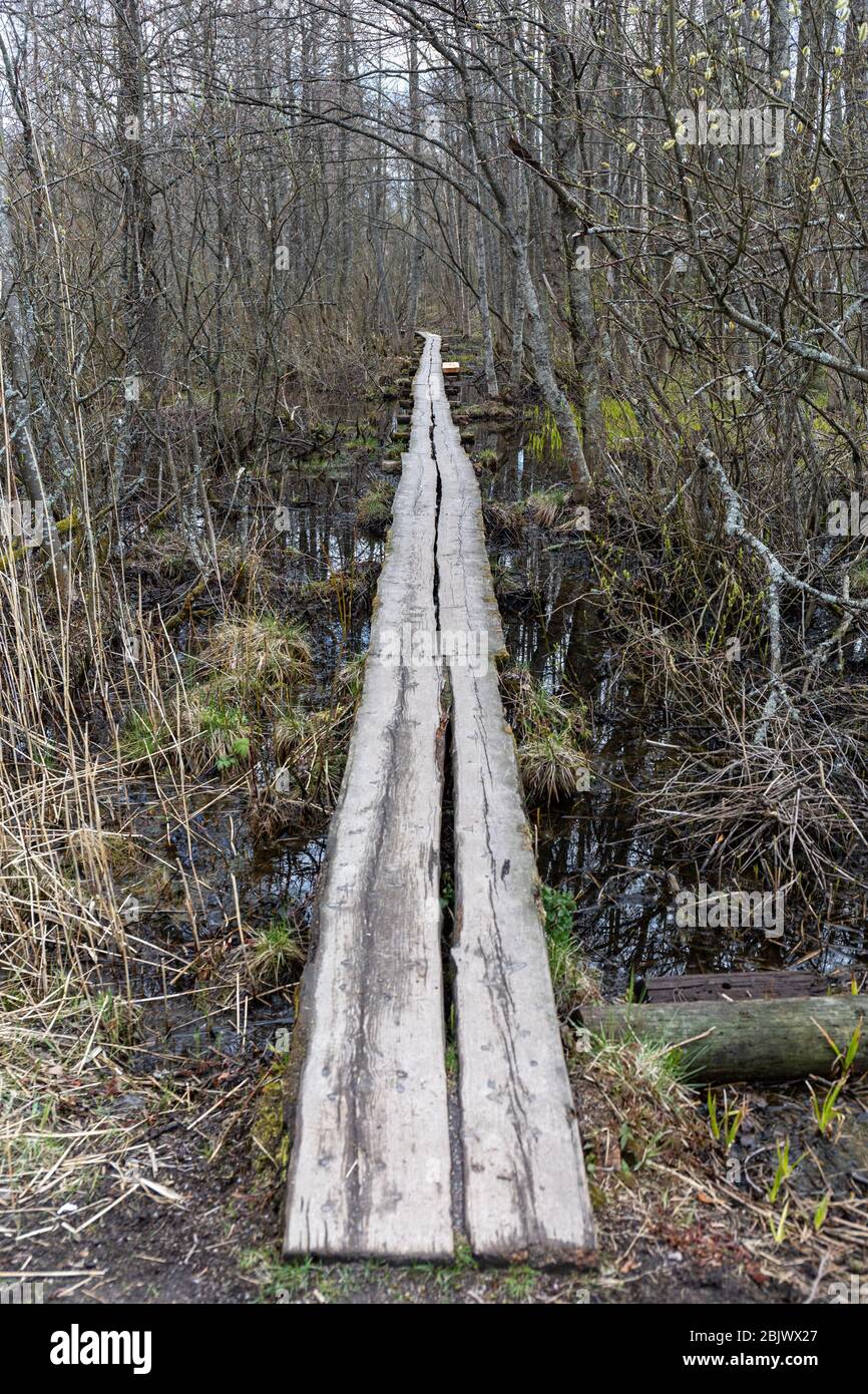 Duckboard over wetland at Hanikka nature hike trail in Espoo, Finland Stock Photo