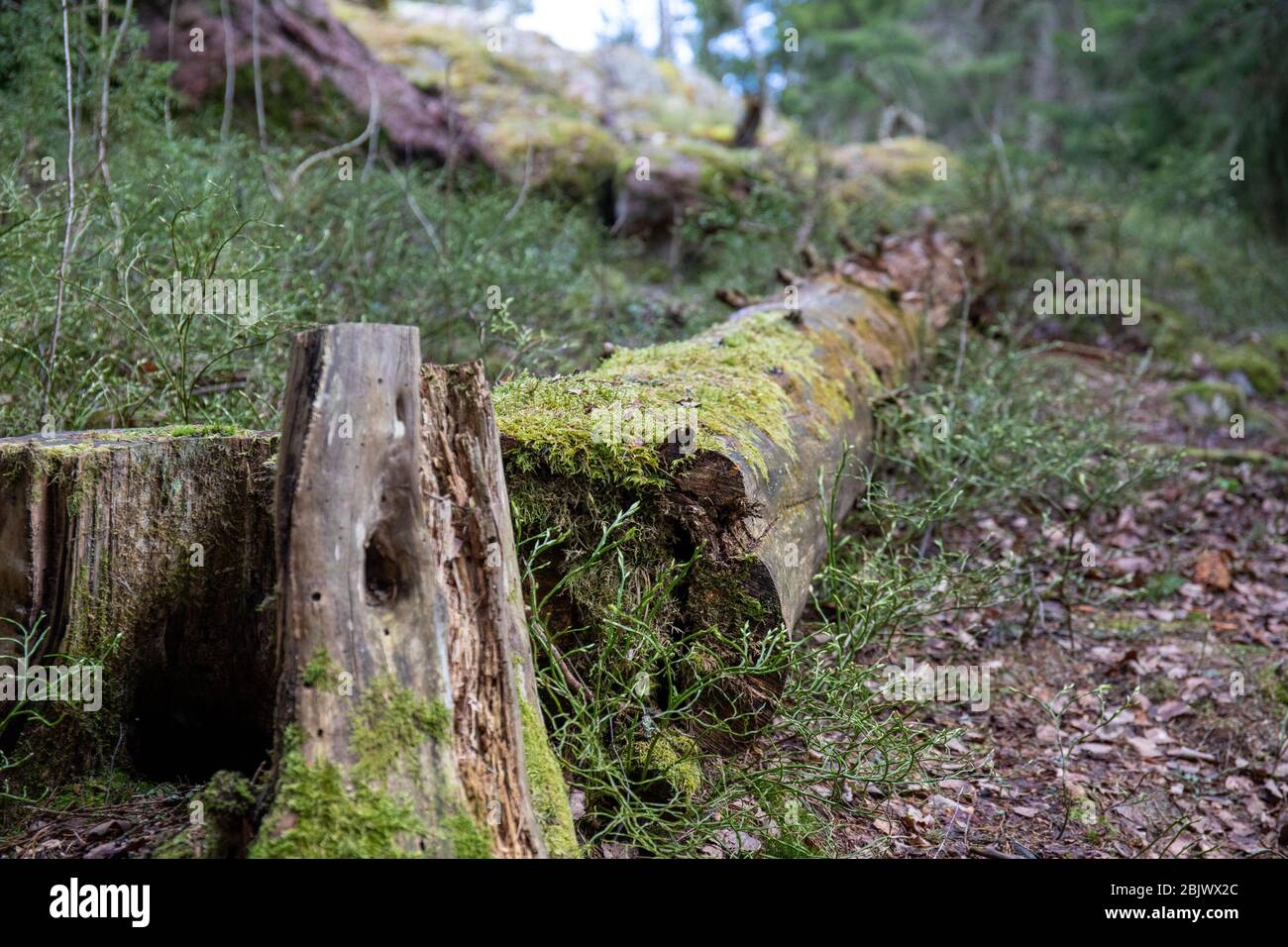 Decomposing fallen snag tree covered in moss Stock Photo