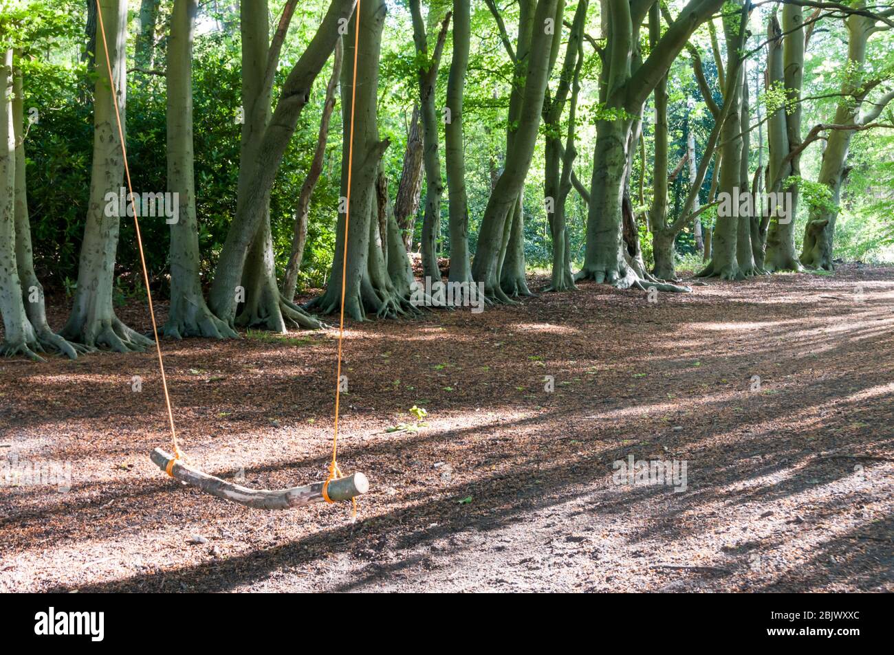 An abandoned rope swing in Norfolk woodland. Stock Photo