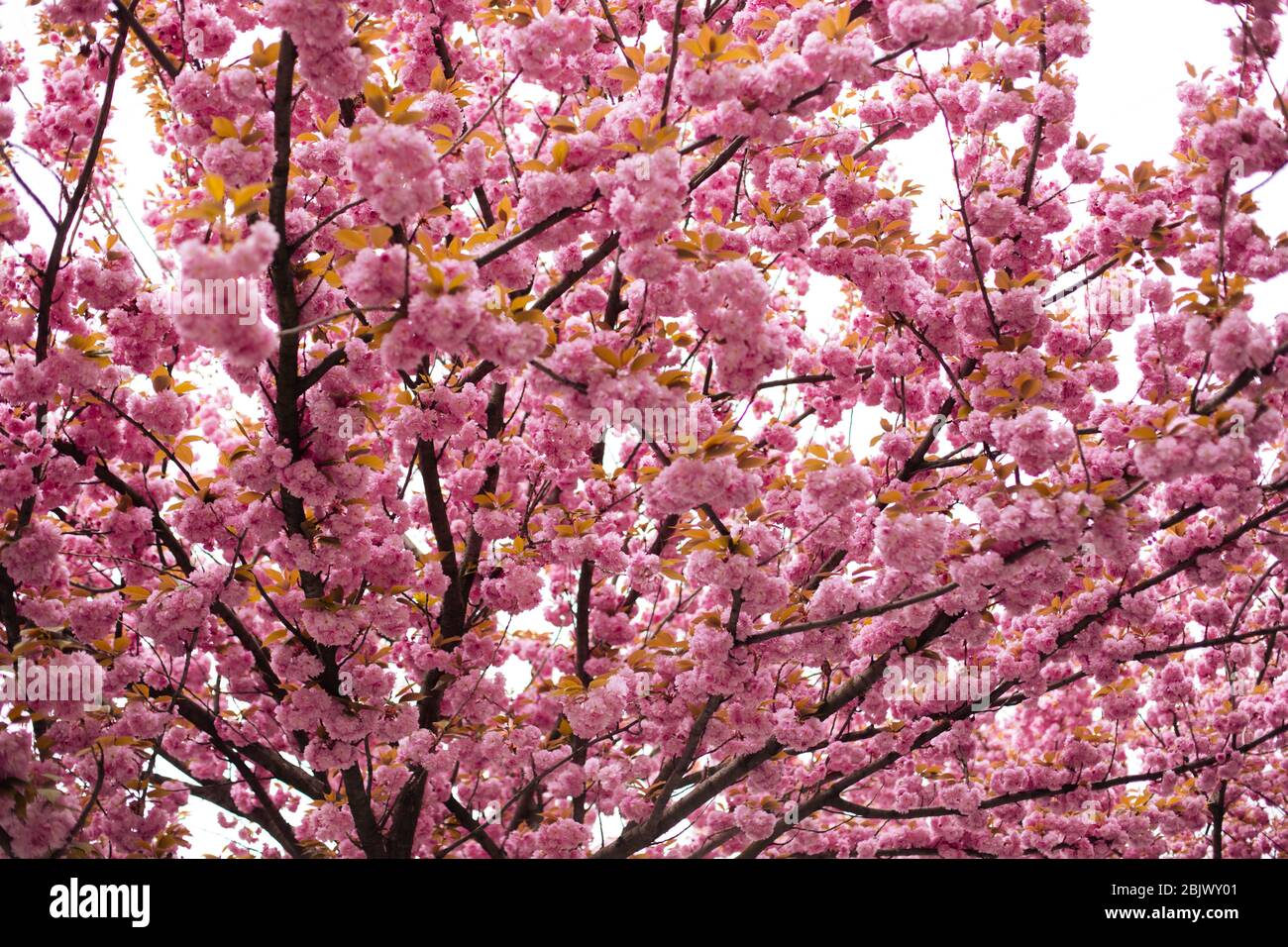 Sakura. Cherry blossoms japan. Pink spring blossom background Stock ...