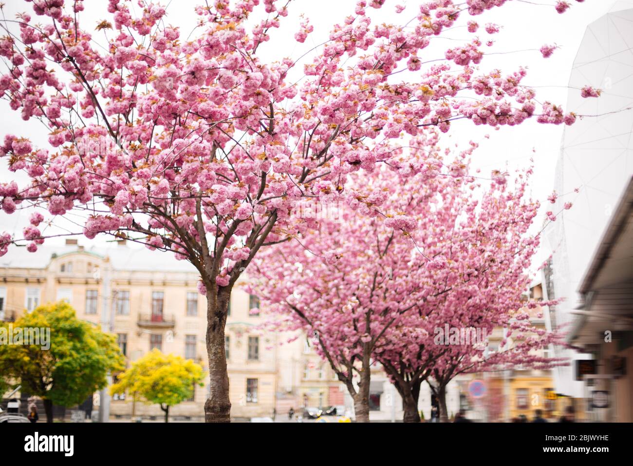 Sakura. Cherry blossoms japan. Pink spring blossom background Stock ...