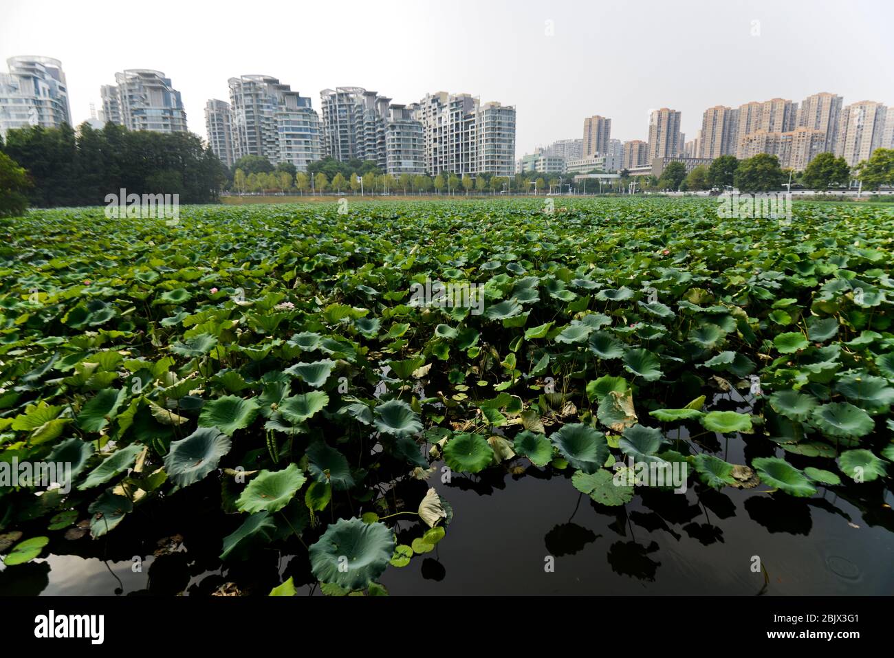Skyline of Wuhan from the East Lake lotus pond, with smog and a foggy sky due to heavy pollution. China Stock Photo