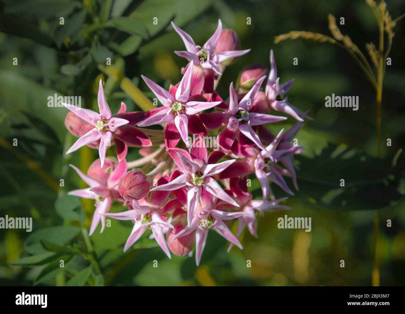 Showy Milkweed (Asclepias speciosa) Okanagan Region, British Columbia Stock Photo