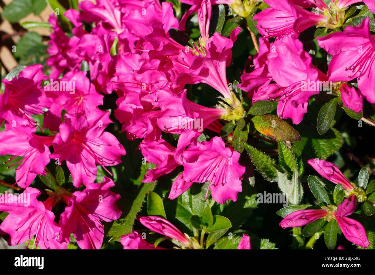 Red Magenta Azalea flowers in bloom flowering shrub Rhododendron Stock Photo