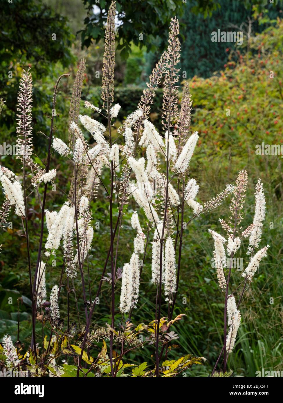 Flowers spikes of the early Autumn flowering bugbane, Actaea simplex 'Mountain Wave' Stock Photo