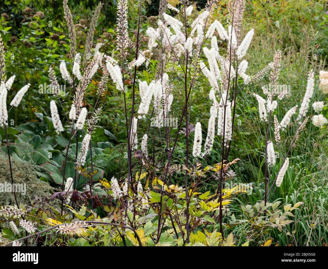 Flowers spikes of the early Autumn flowering bugbane, Actaea simplex 'Mountain Wave' Stock Photo