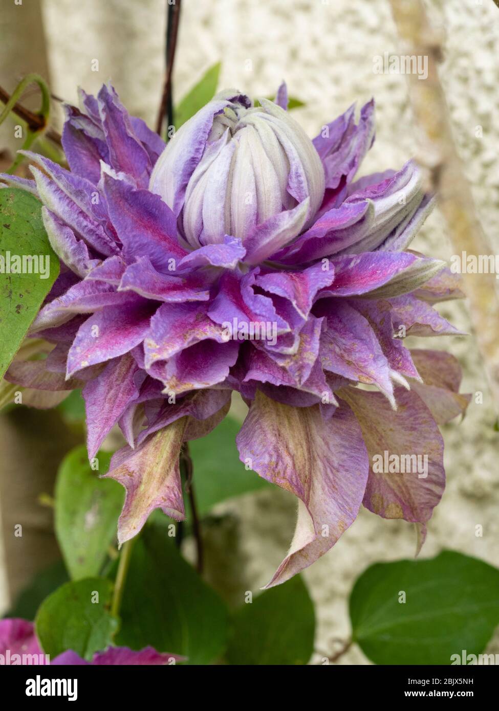 Double flower of the hardy climber, Clematis 'Diamantina' Stock Photo