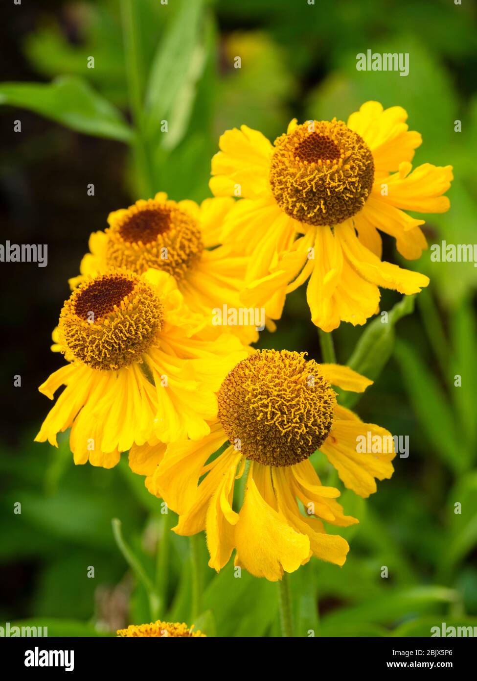 Yellow flowers of the summer flowering hardy perennial, Helenium 'Short and Sassy' Stock Photo