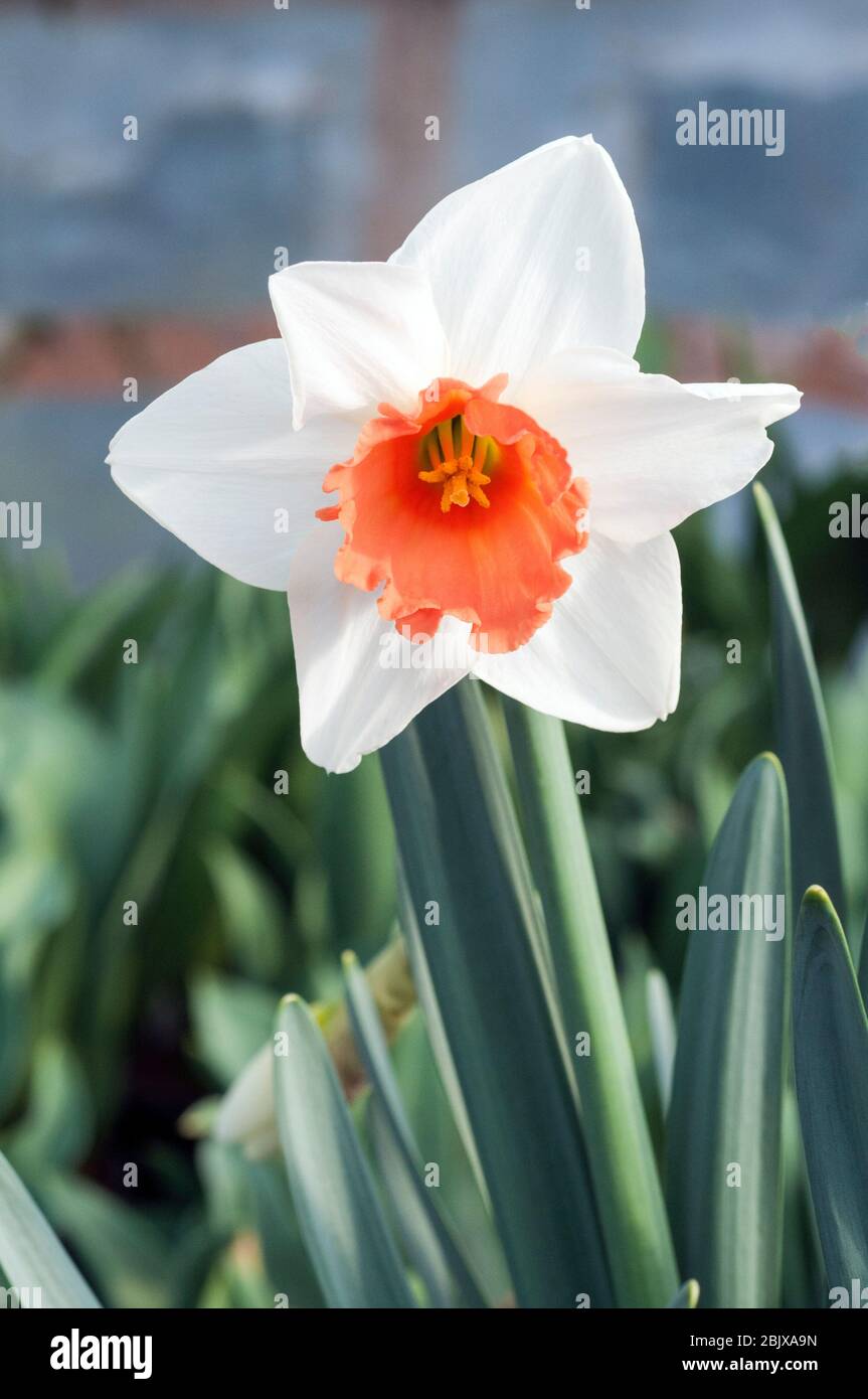 Close up detail of Narcissus Pink Charm in spring. Pink Charm is a white &  salmon pink division 2 large cupped fully hardy spring flowering daffodil  Stock Photo - Alamy