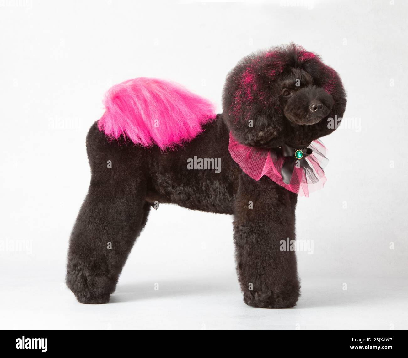 black standard poodle with artistic haircut, he wears a glam collar and