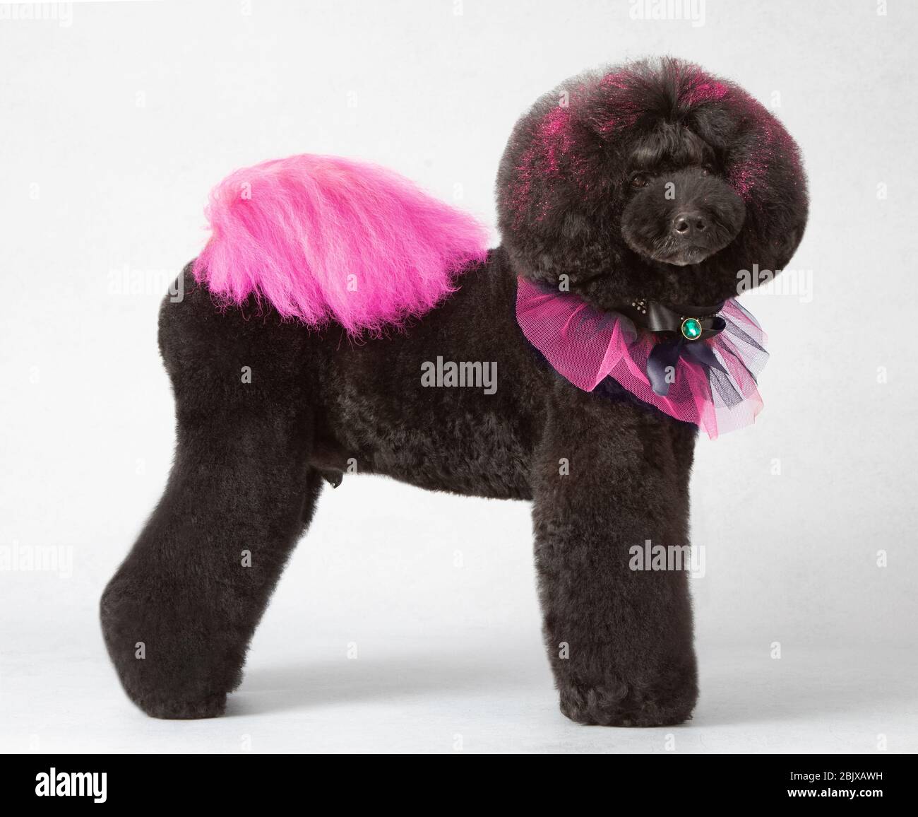 Poodle hotsell haircuts standard