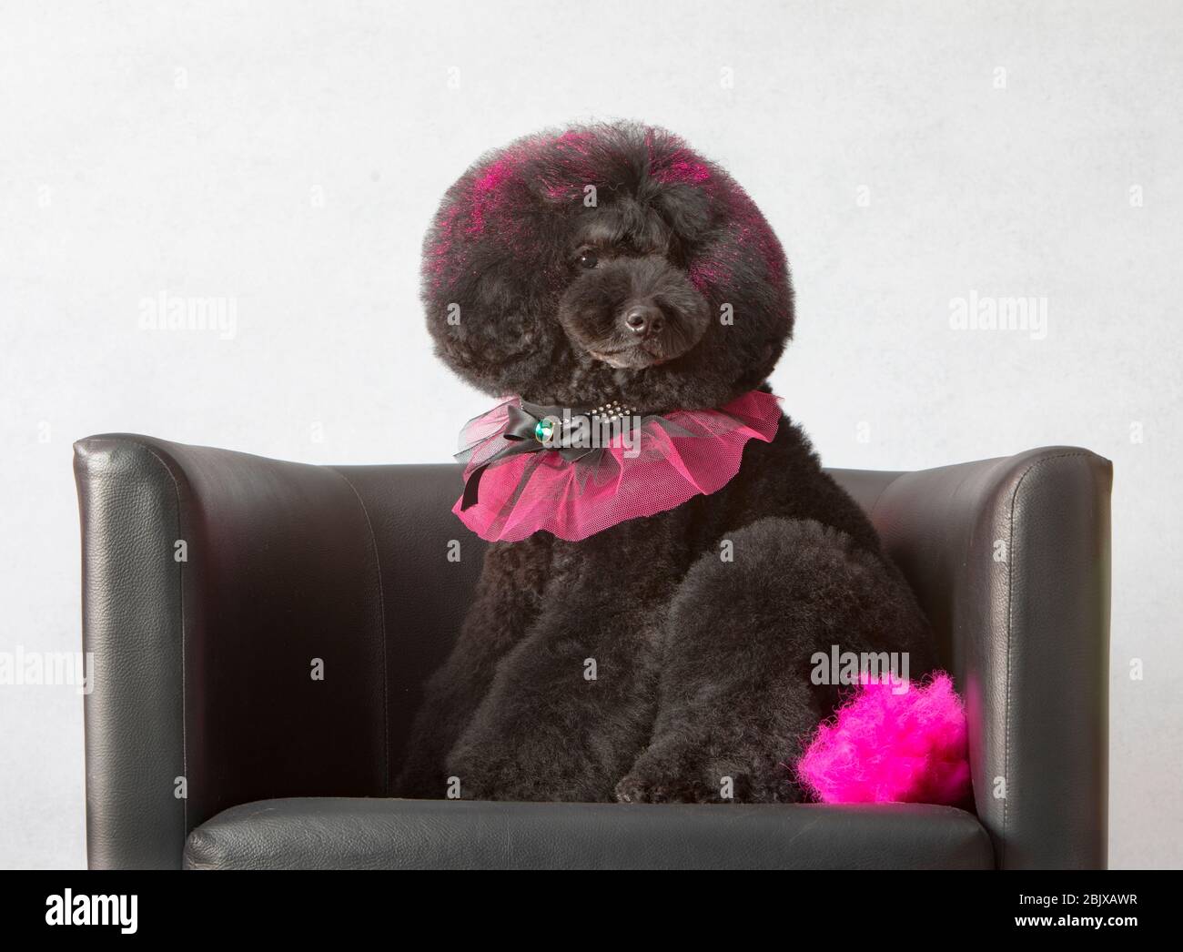 black standard poodle with artistic haircut, he wears a glam collar and