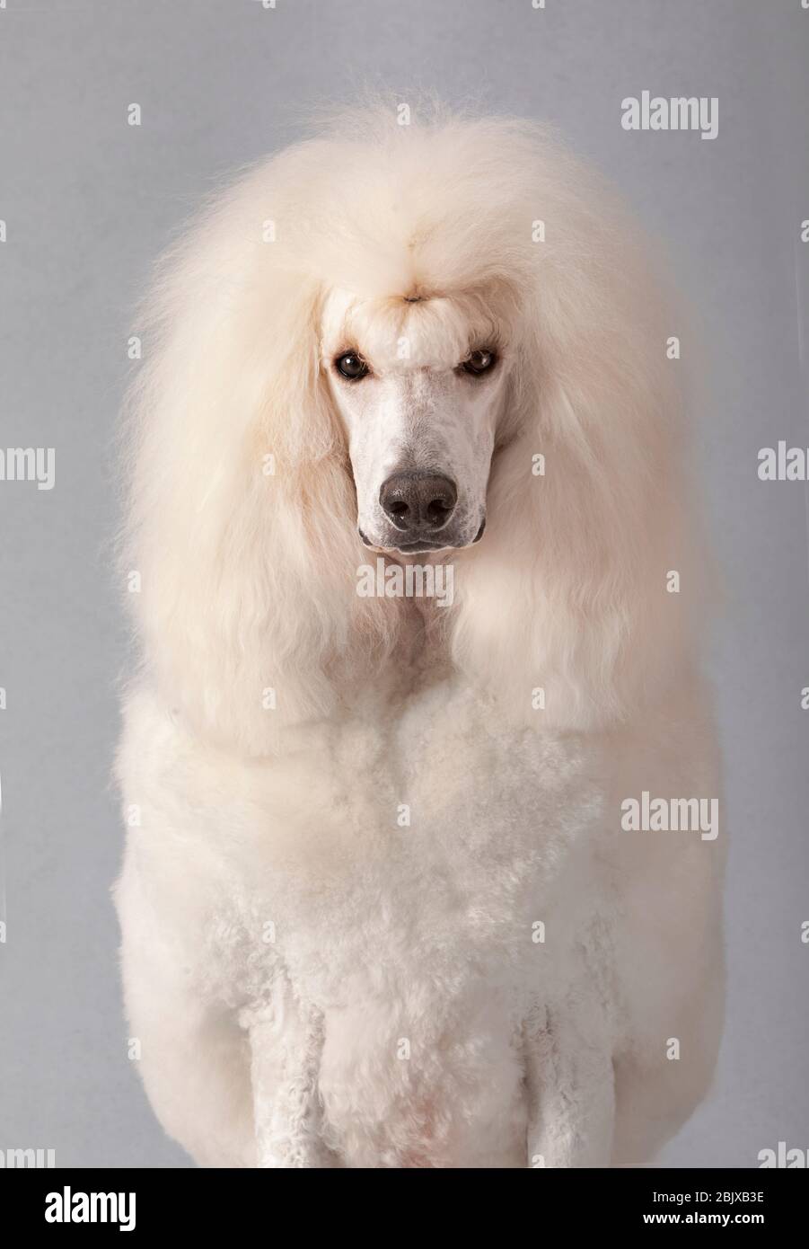large white poodle