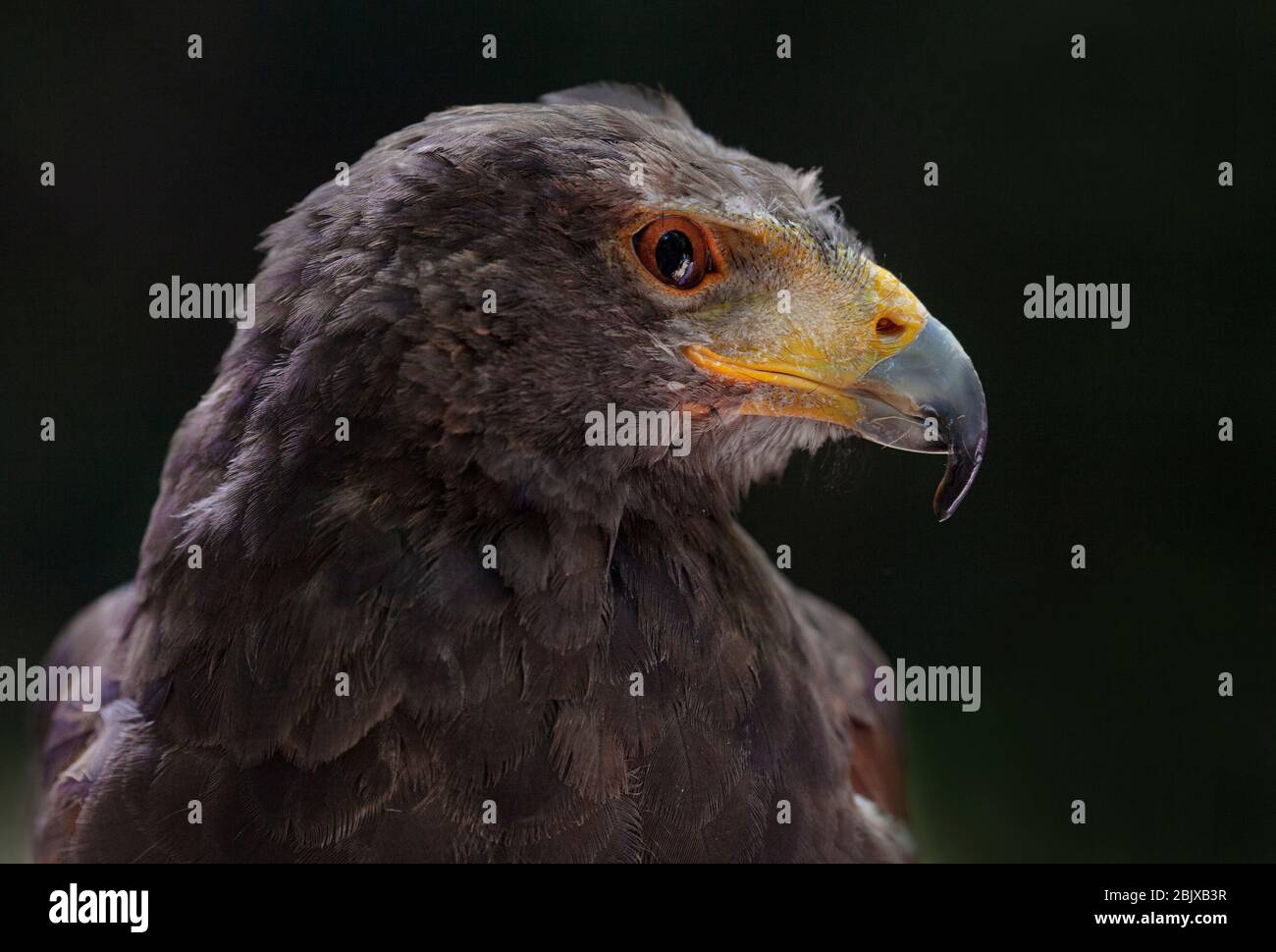 eagle head Stock Photo