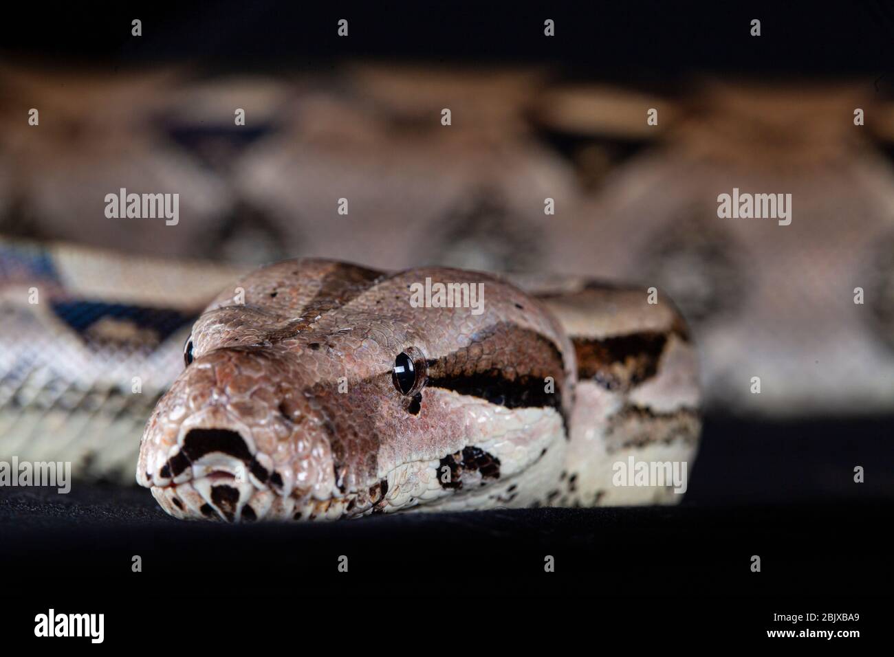 Boa Ratonera Boa constrictor species large hi-res stock photography and images - Alamy