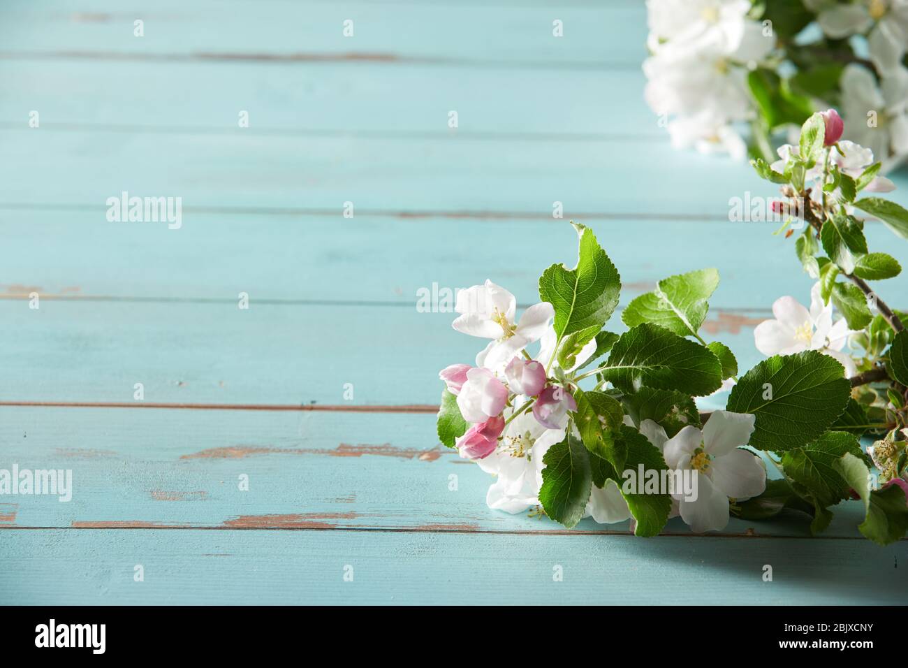 Close up on fresh white spring blossom tinged with pink with young green leaves forming a side border on rustic blue painted wood with copy space Stock Photo