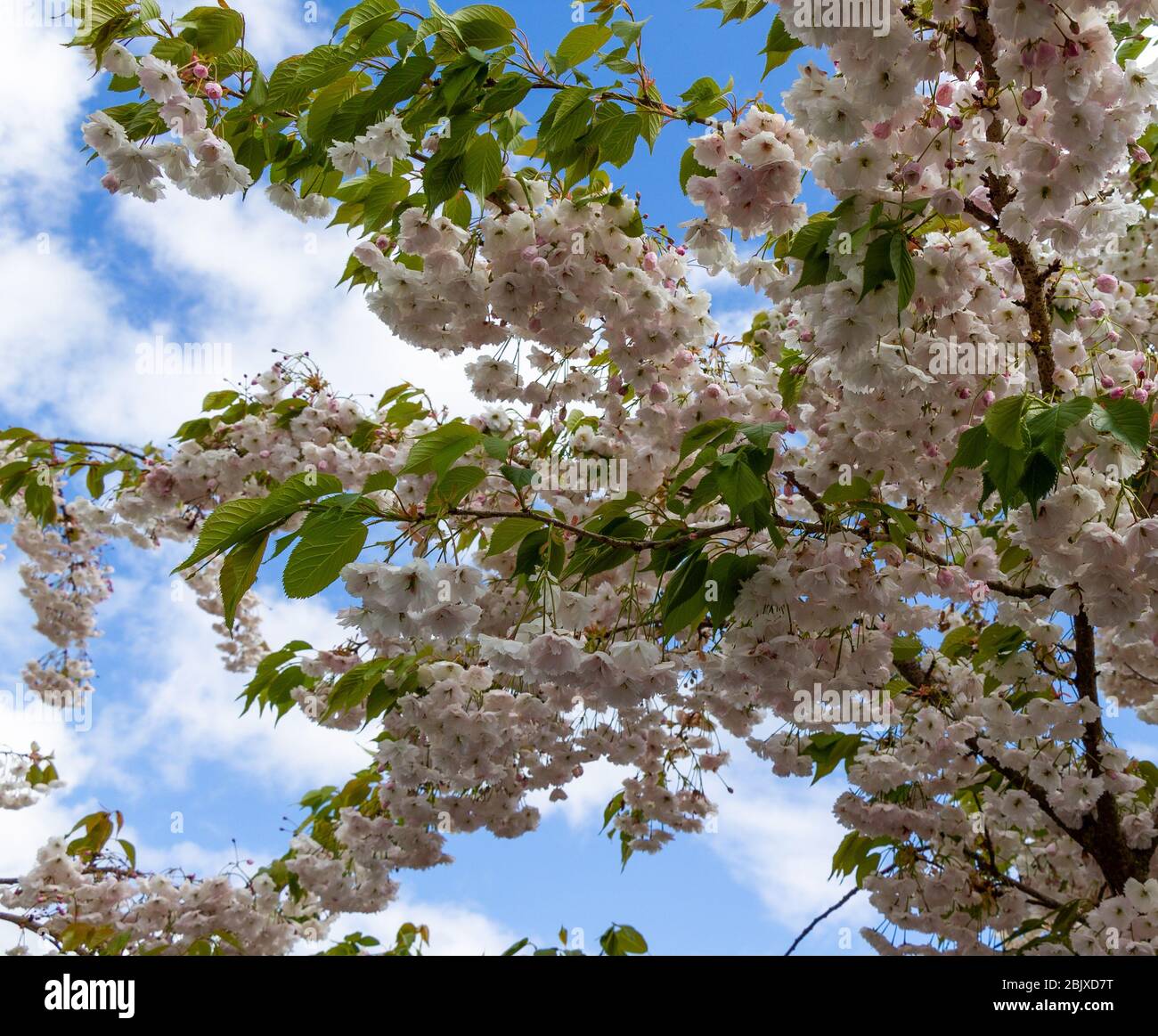Ornamental Cherry in full Spring Blossom Stock Photo