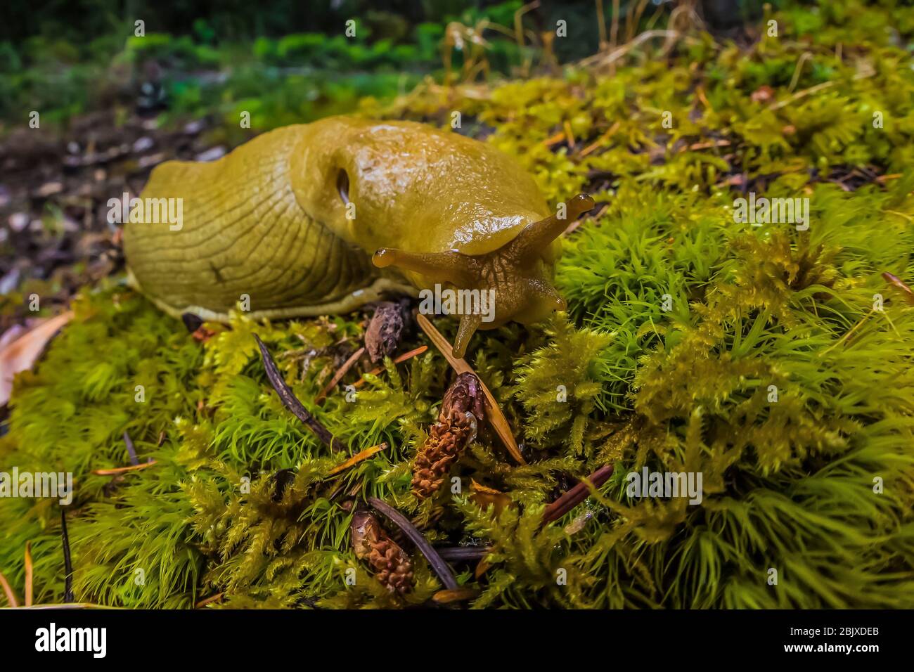 Caruana's slug (Deroceras caruanae / invadens: Agriolimacidae). One on the  right is following the slime trail of the other, UK Stock Photo - Alamy