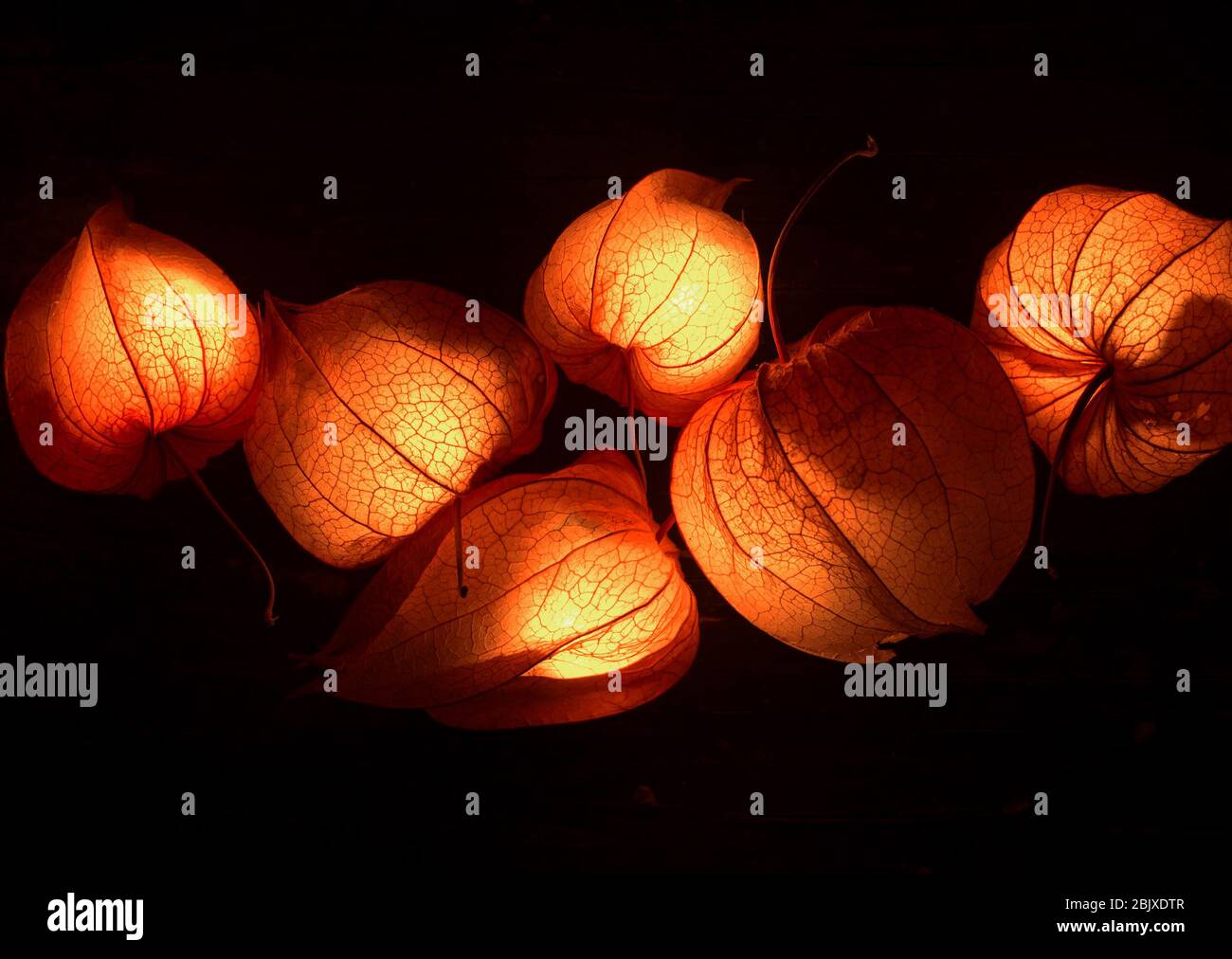 Dry Lampion, Dried branch of physalises, Chinese lantern, Physalis ...