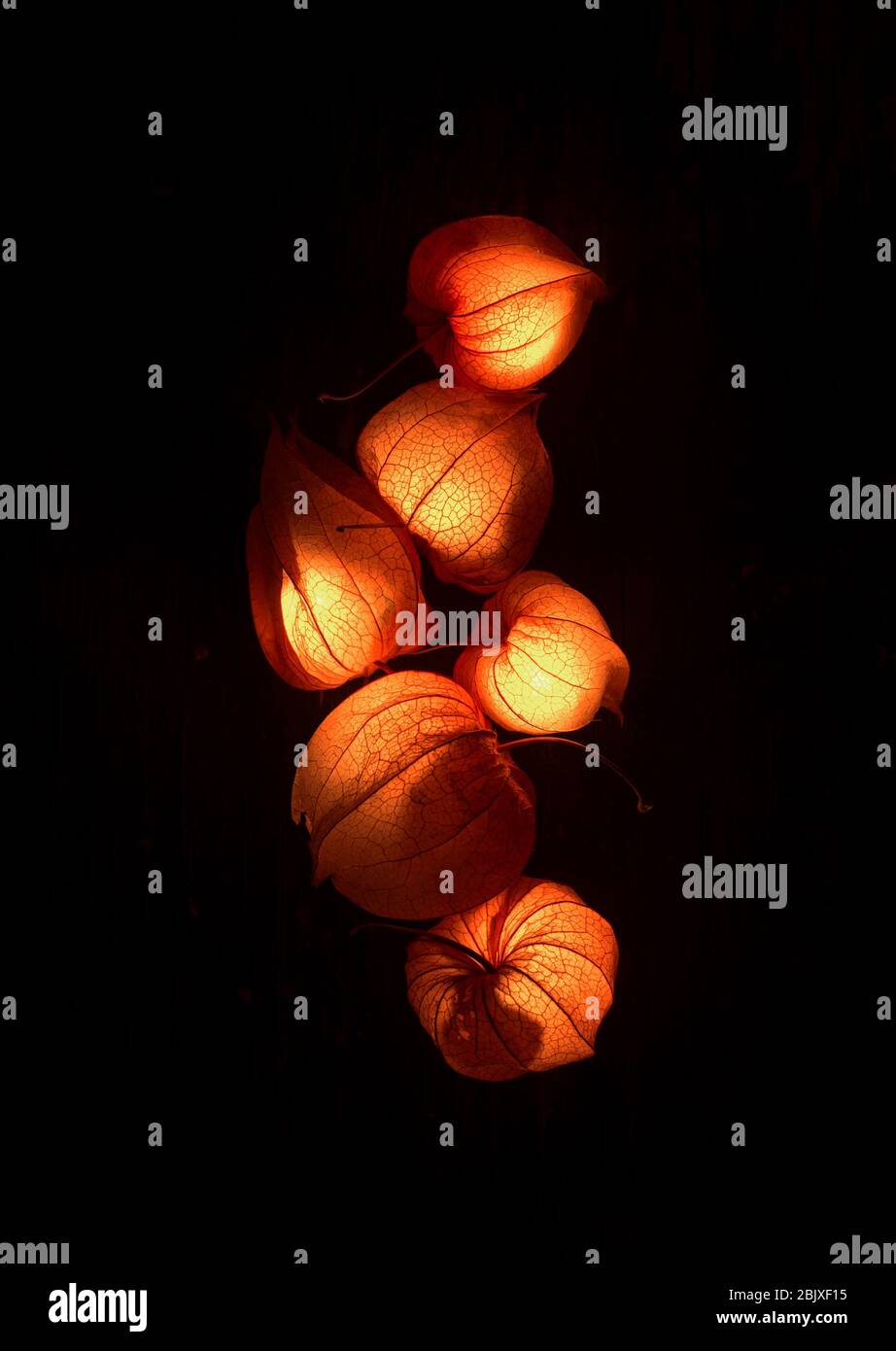 Dry Lampion, Dried branch of physalises, Chinese lantern, Physalis