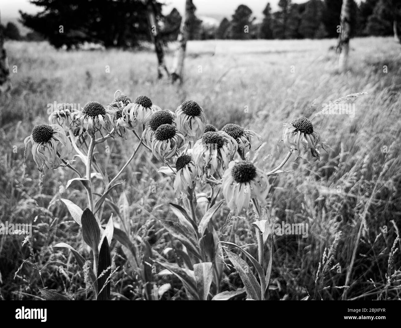 Black and white image of Black Eyed Susans in the ponderosa pine forest of Northern Arizona. Stock Photo