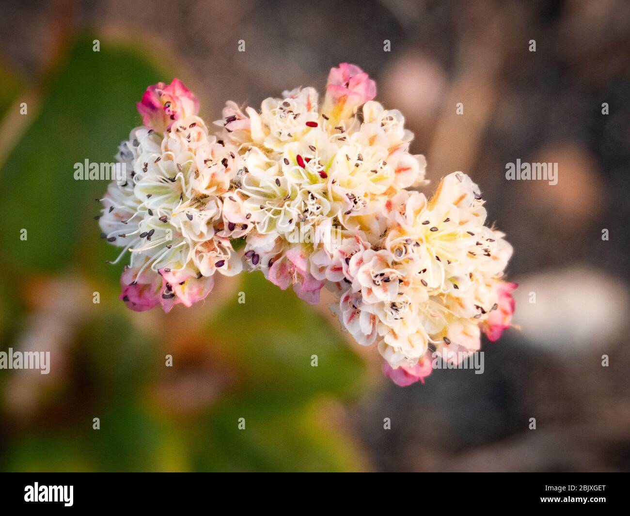 A cluster of tiny white and pink flowers. Stock Photo