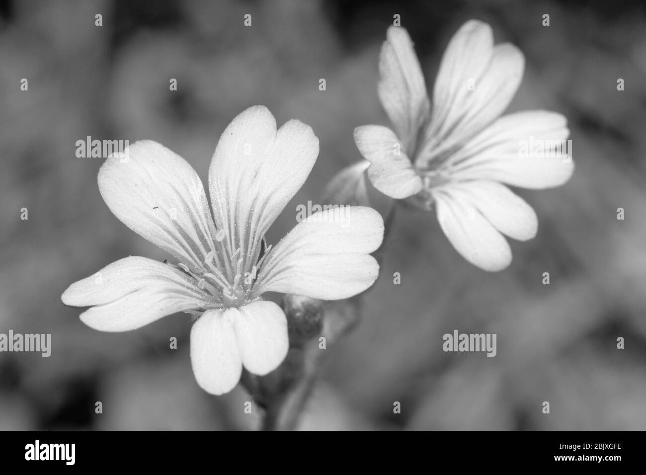 A black and white image of two small five-petal flowers growing in northern Arizona. Stock Photo