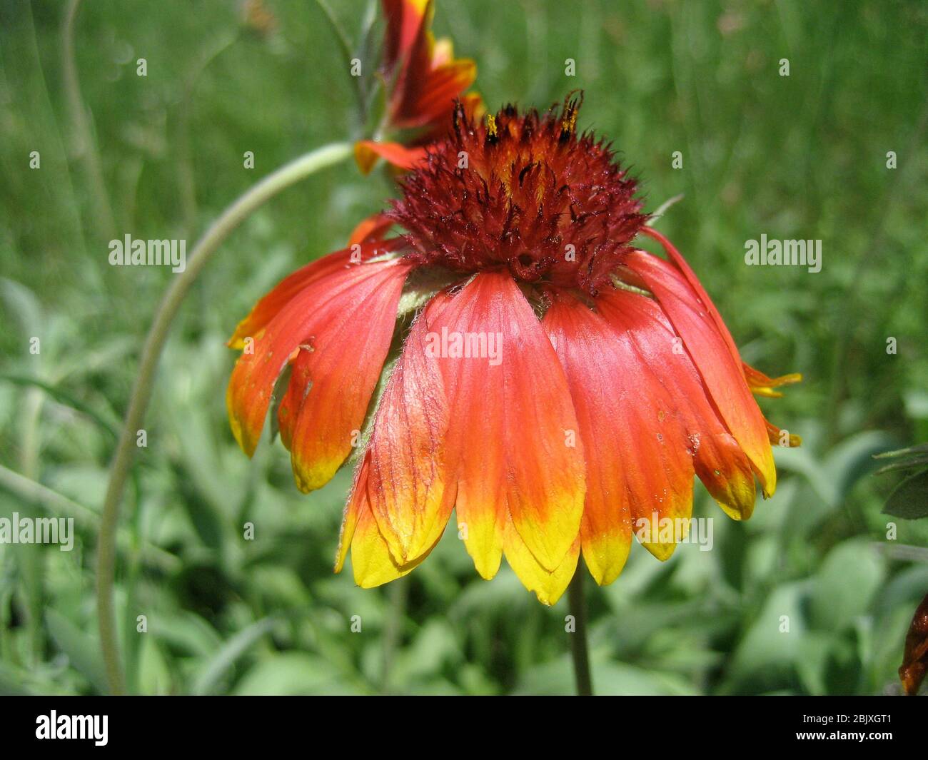 A close-up of an orange, yellow and red firewheel flower grows in a meadow in Northern Arizona. Stock Photo