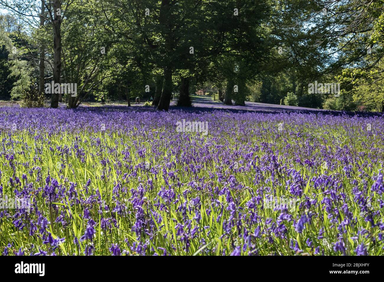 Woodland meadow/field/pasture full of bluebells. Stock Photo